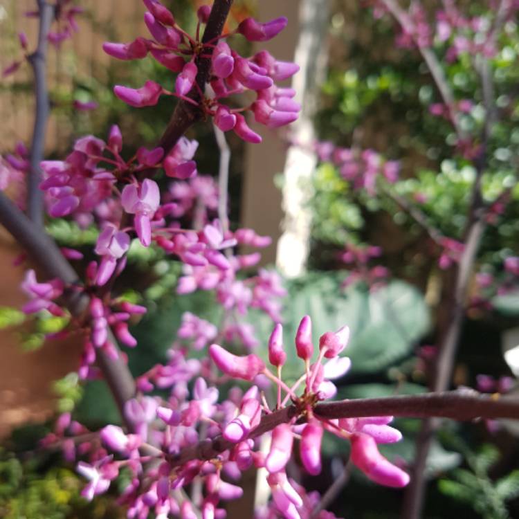 plant image 1378662 plant image 1378662