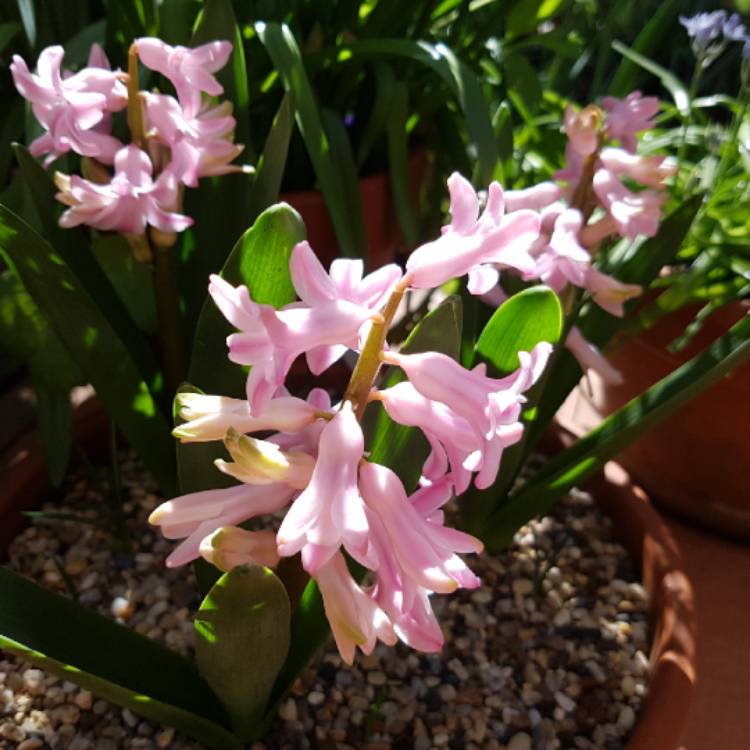 plant image 1378665 plant image 1378665