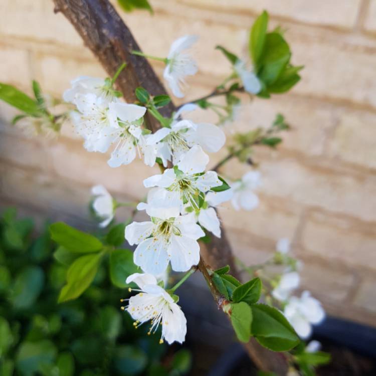 plant image 1379519