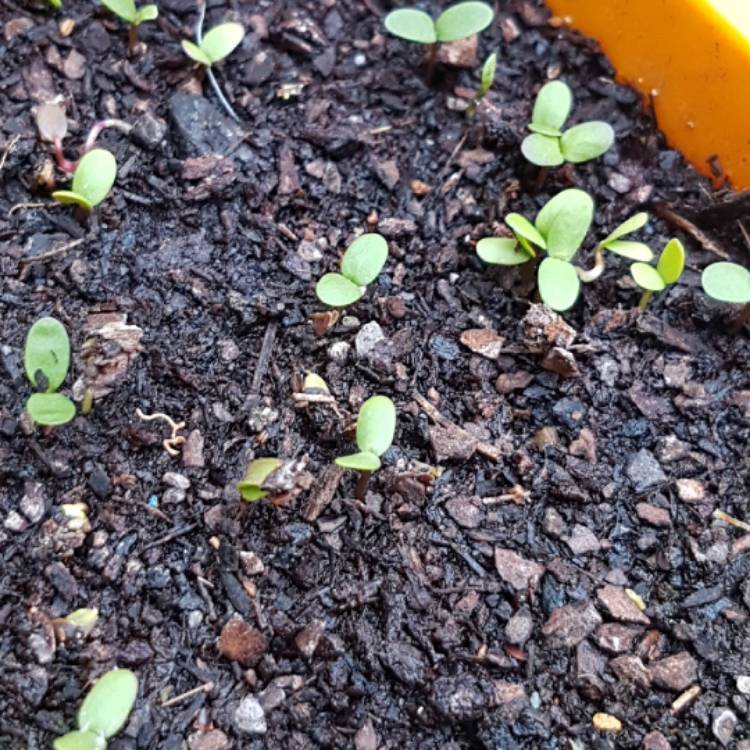 plant image 1395967