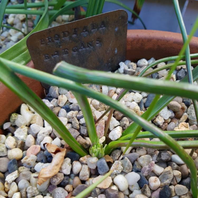 plant image 1396674