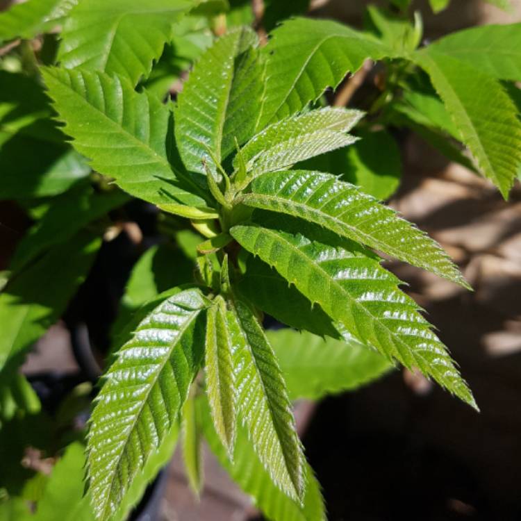 Plant image Castanea sativa