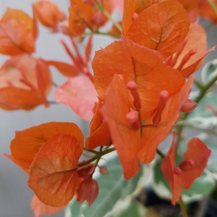 Plant image Bougainvillea Red Dragon™ 'Summer'