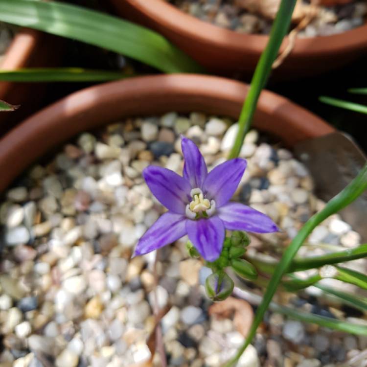 plant image 1406410