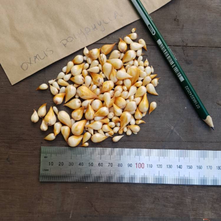 plant image 1412451