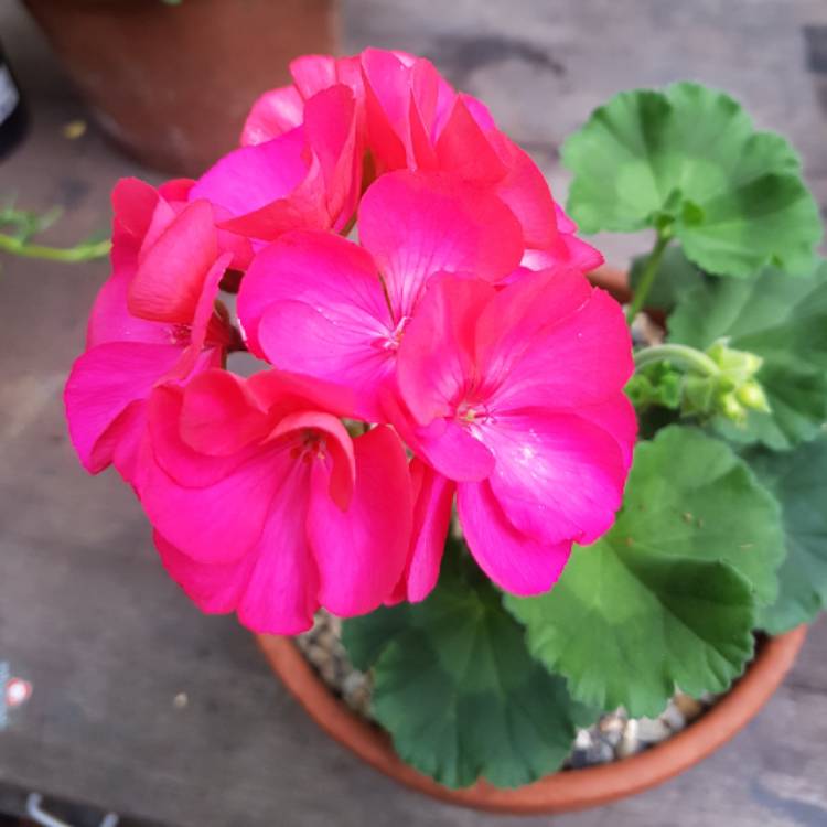 plant image 1413857