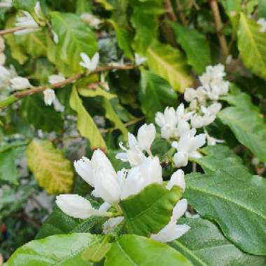 Coffea