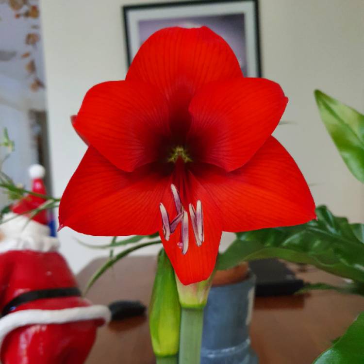 plant image 1428628