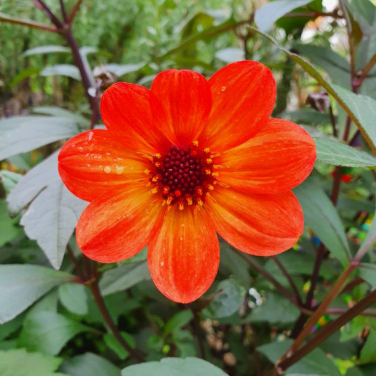 plant image 1429160