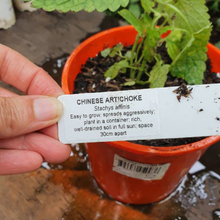 plant image 1430664