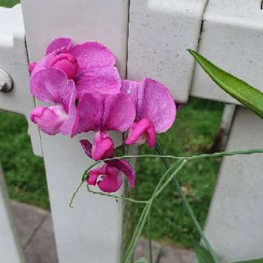 Lathyrus belinensis
