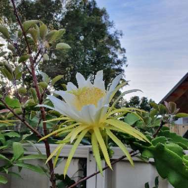 Hylocereus polyrhizus