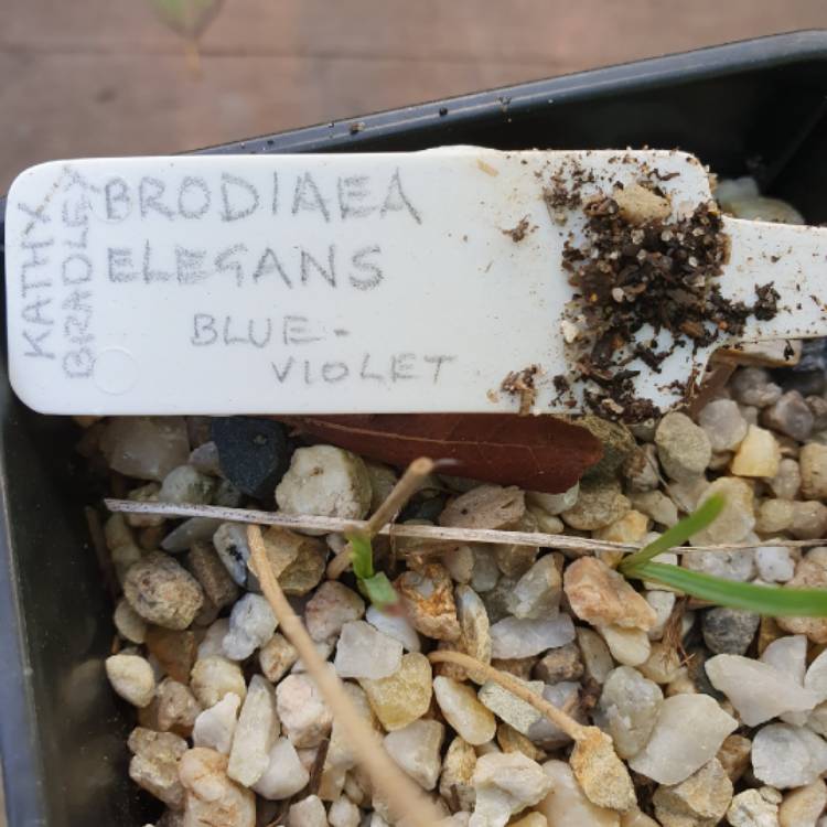 plant image 1462246