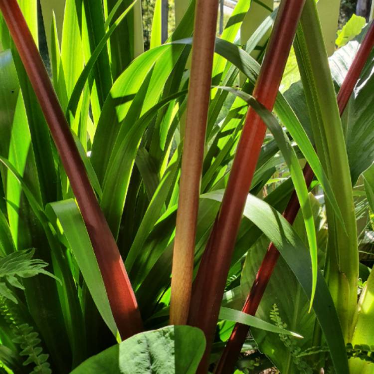 plant image 1462798