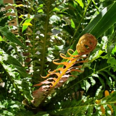 Blechnum brasiliense Volcano