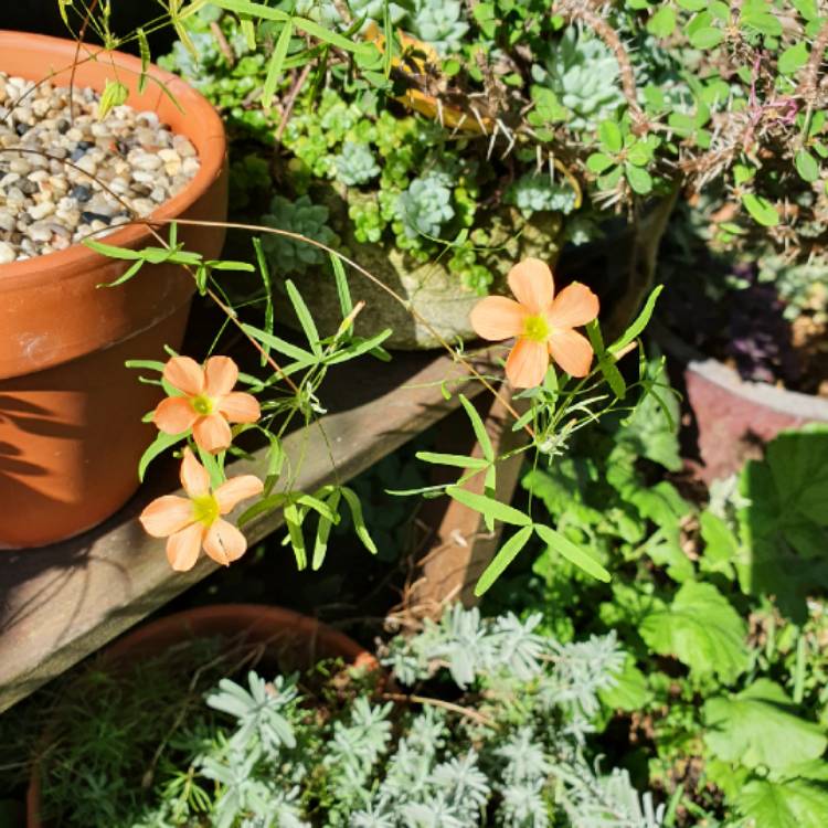 plant image 1465653 plant image 1465653
