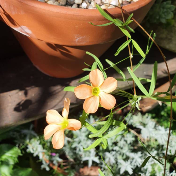 plant image 1465654 plant image 1465654
