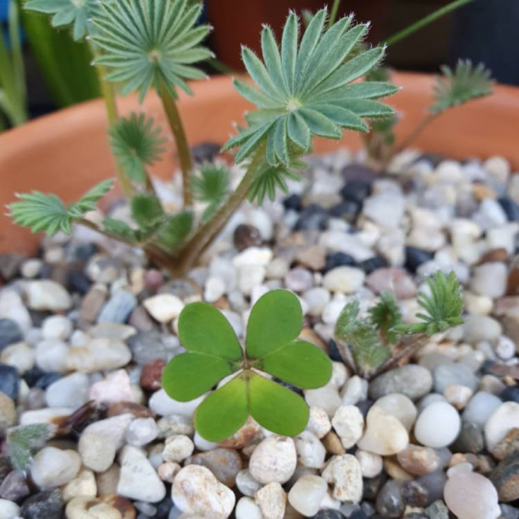 plant image 1469316 plant image 1469316