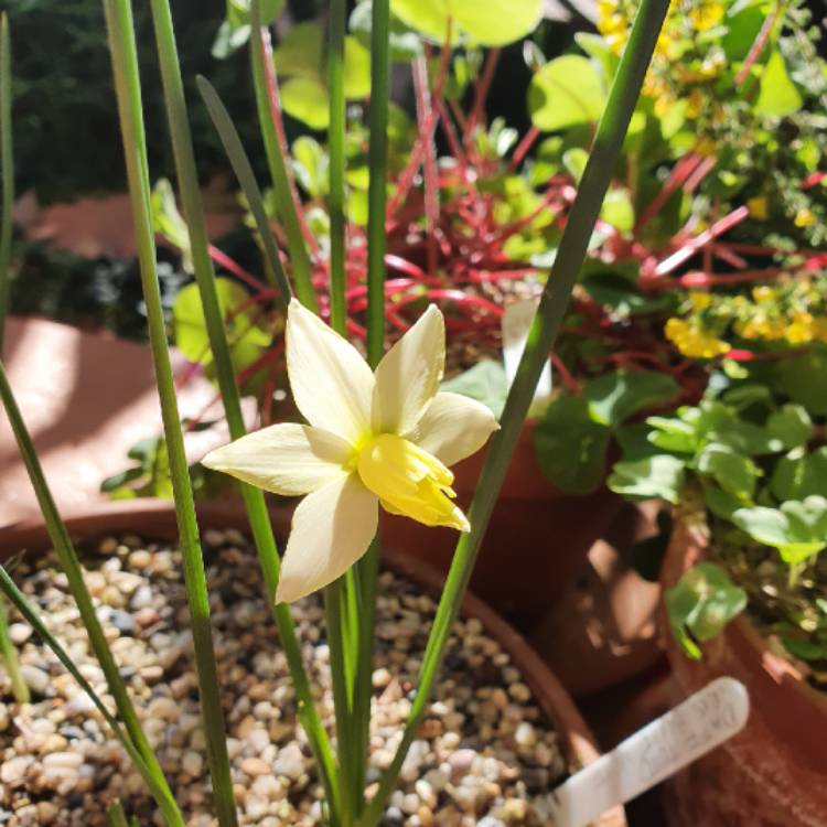 Plant image Narcissus 'Toto'