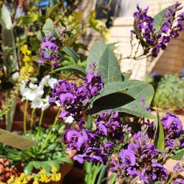 Hardenbergia violacea 'Regent'