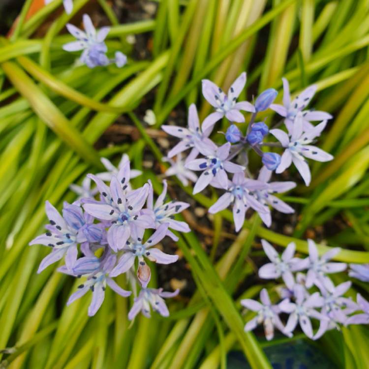 plant image 1527080