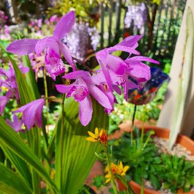 Bletilla striata