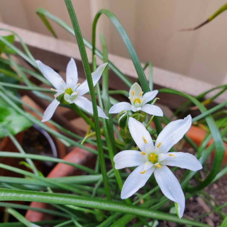 plant image 1537410