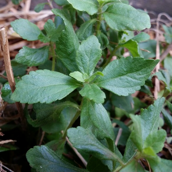 plant image 156839