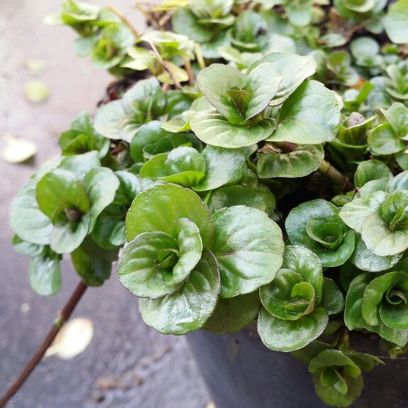Plant image Mentha arvensis