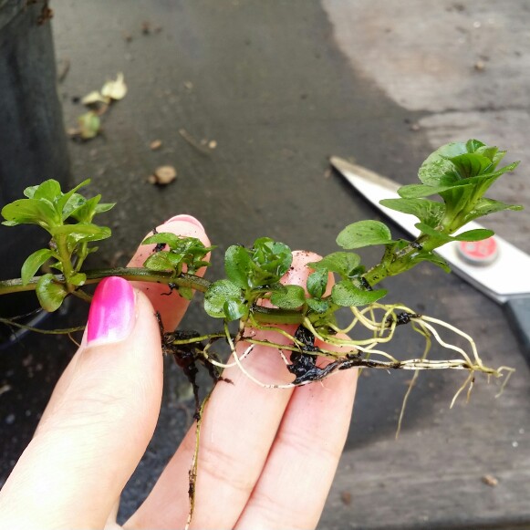 Plant image Mentha arvensis