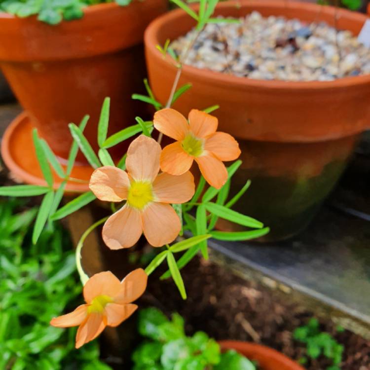Plant image Oxalis gracilis