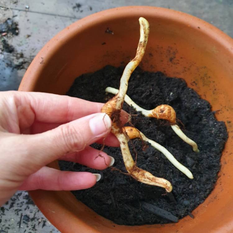 plant image 1575320 plant image 1575320
