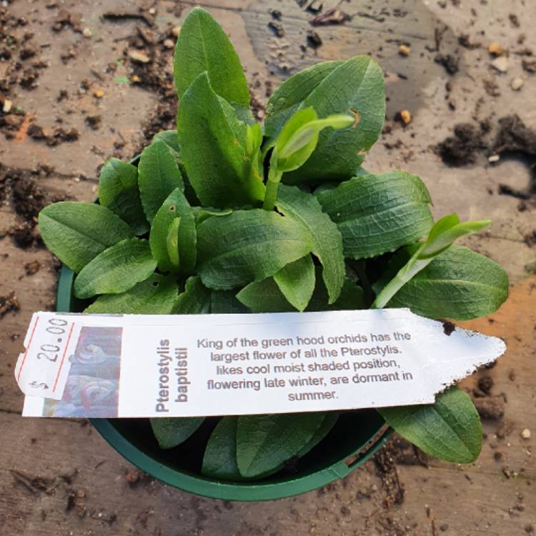 plant image 1593997