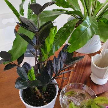 Zamioculcas zamiifolia 'Raven'
