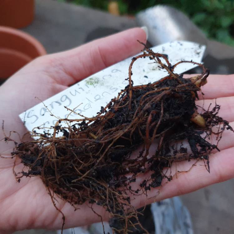 plant image 1609295 plant image 1609295