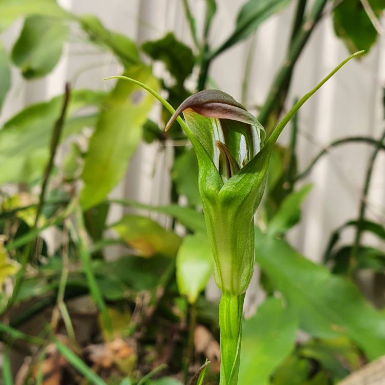 plant image 1610851