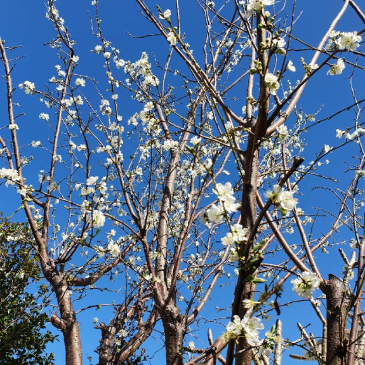plant image 1620406