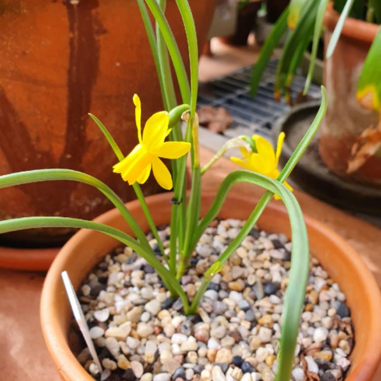 plant image 1622429