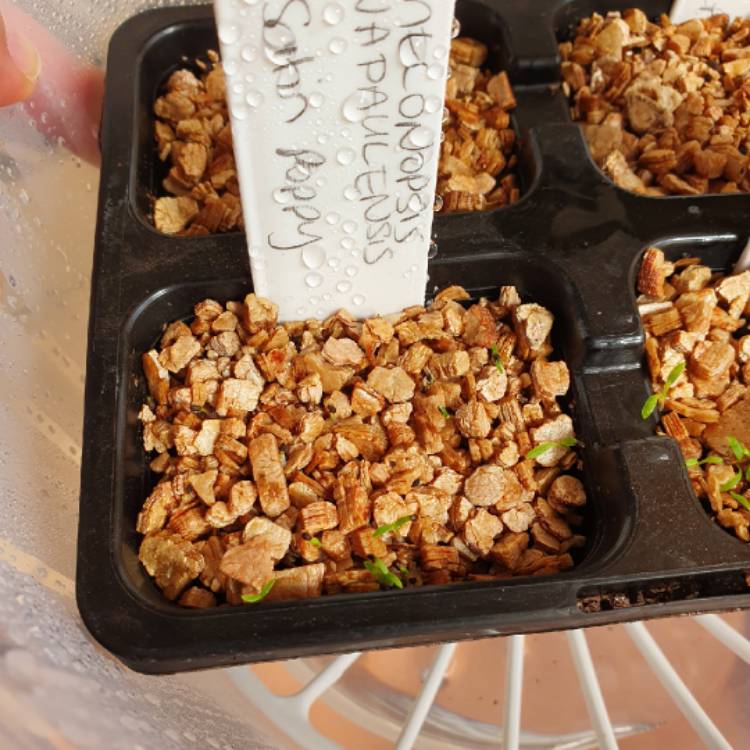 Plant image Meconopsis Napaulensis