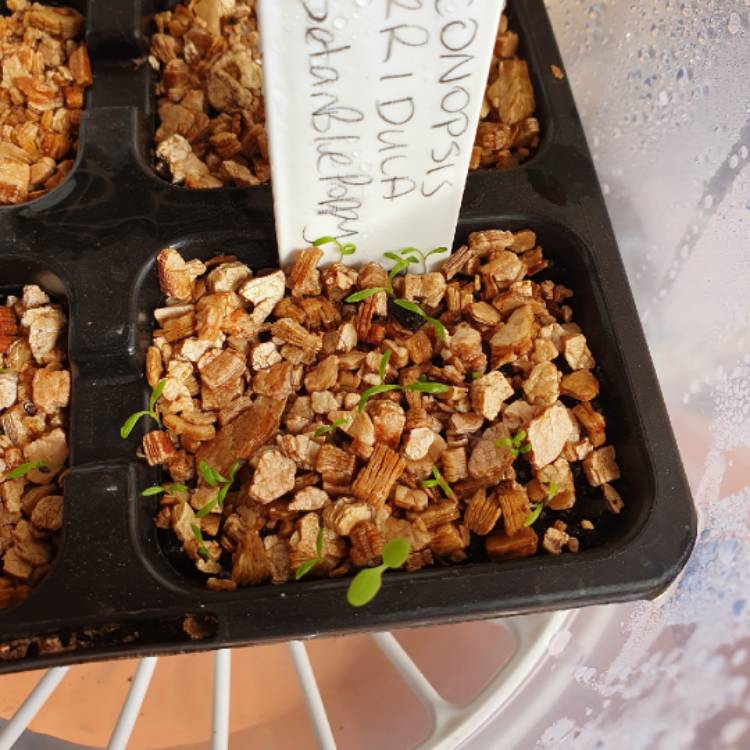 plant image 1625164