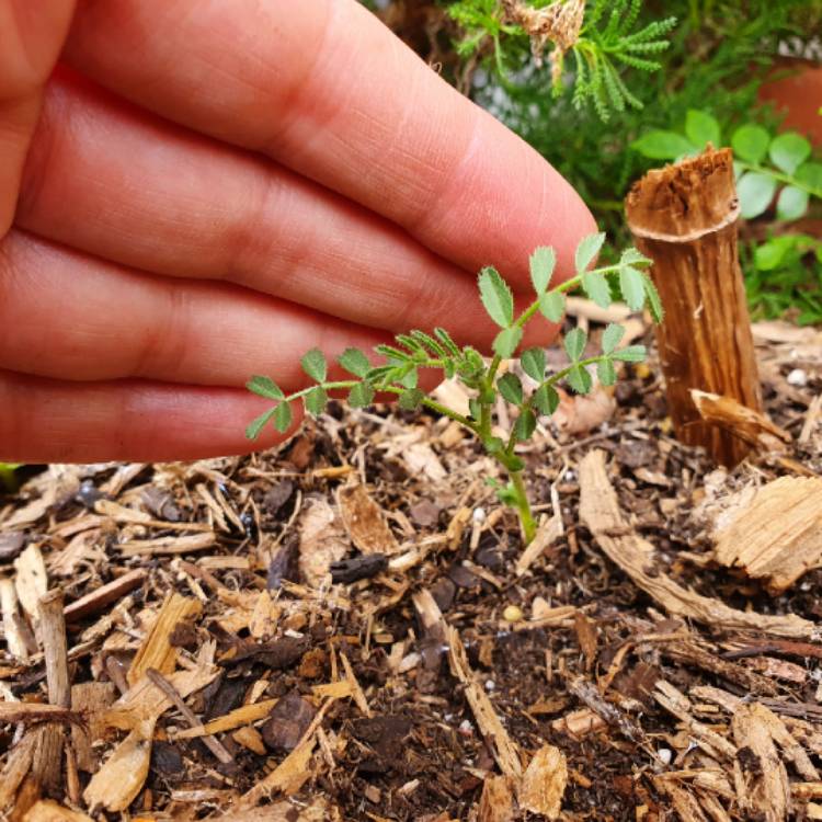 plant image 1627276 plant image 1627276