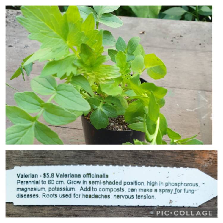 plant image 1627286