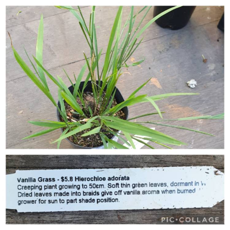 Plant image Hierochloe Odorata