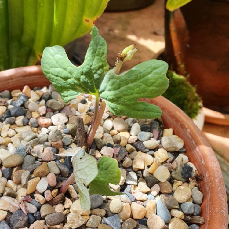 plant image 1627291 plant image 1627291