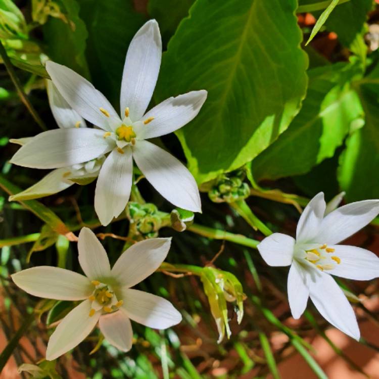 plant image 1630173