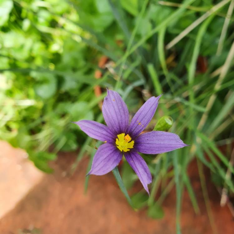 plant image 1634952 plant image 1634952