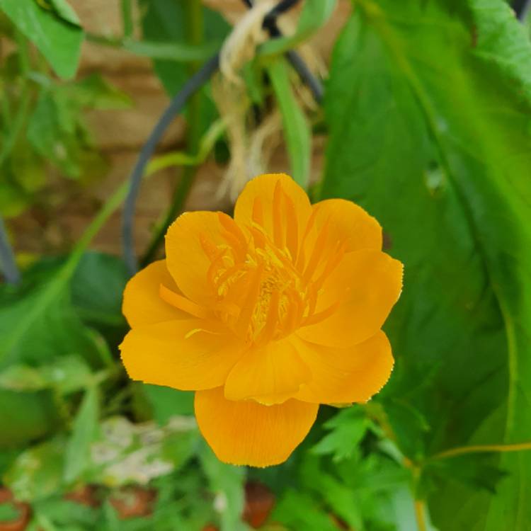 Plant image Trollius chinensis 'Golden Queen'