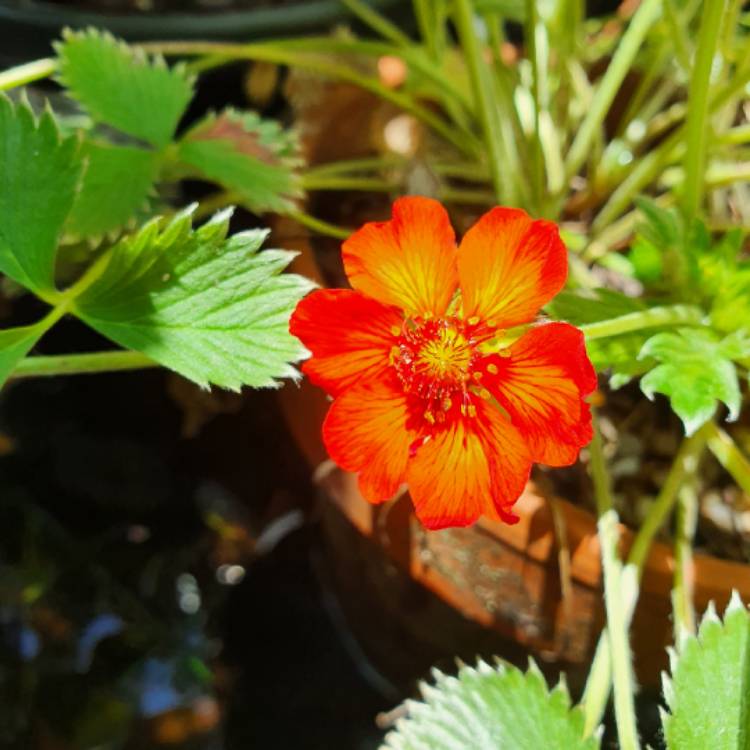 plant image 1636212