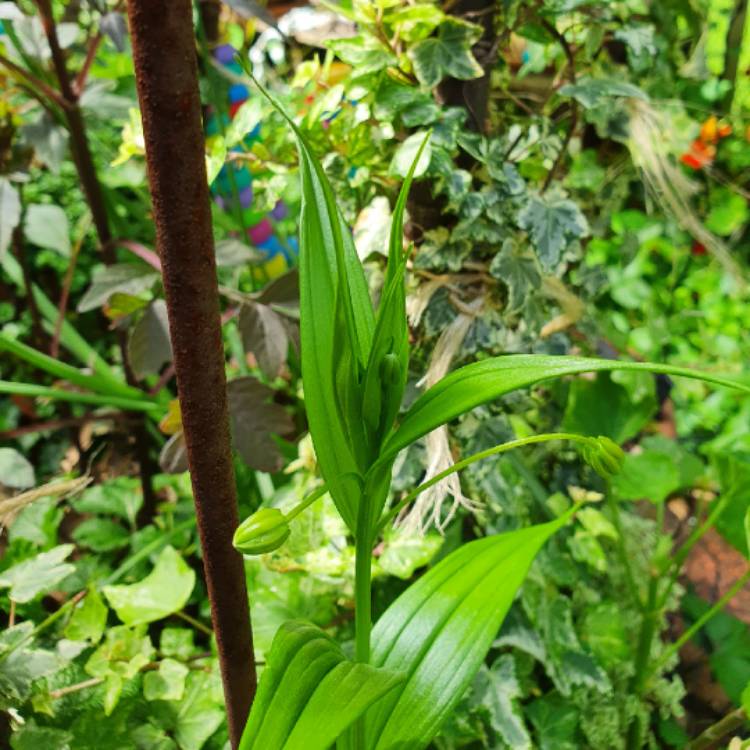 plant image 1636220 plant image 1636220