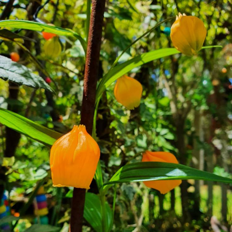 plant image 1637832 plant image 1637832